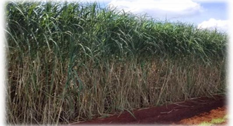 Field view of SBIEC14006- Energy Cane