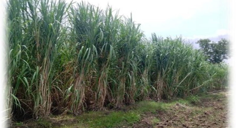 Field view of SBIEC14006- Energy Cane 2