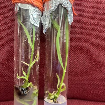 seed_portal_1